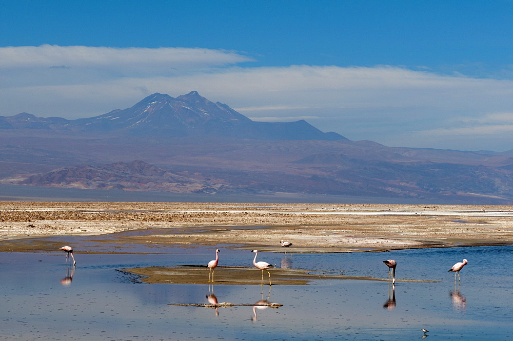 Chilean Flamingo (Phoenicopterus chilensis), Laguna Chaxa, Salar de Atacama, Atacama Desert, Chile, South America