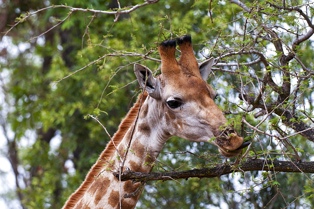 Giraffe (Giraffa camelopardalis), Kapama Game Reserve, South Africa, Africa