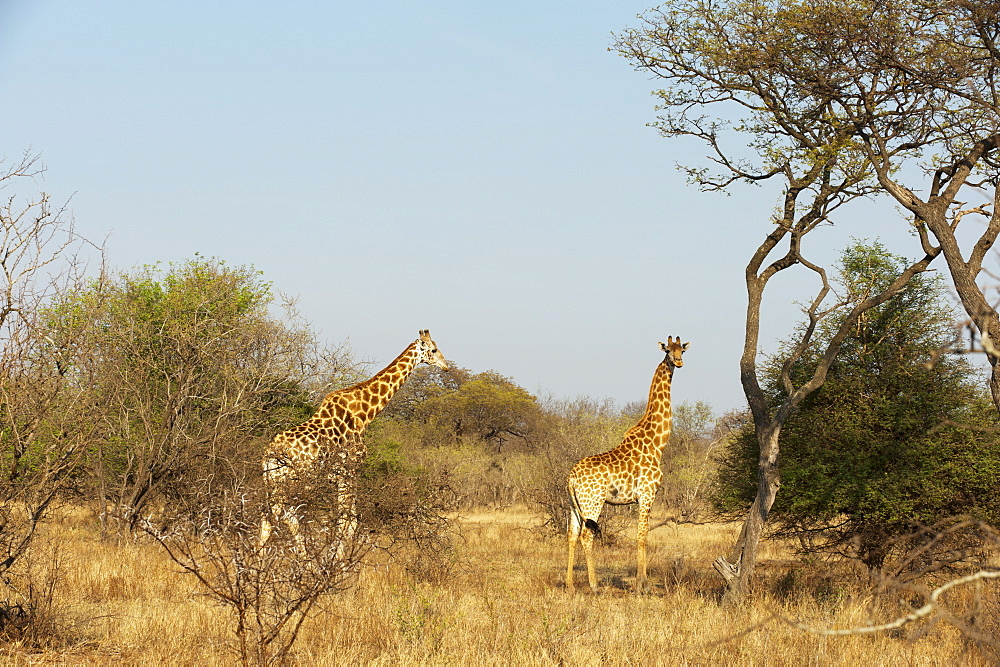 Giraffe (Giraffa camelopardalis), Kapama Game Reserve, South Africa, Africa