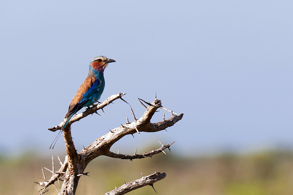 Lilac-breasted roller (Coracias caudata), Lualenyi Game Reserve, Kenya, East Africa, Africa