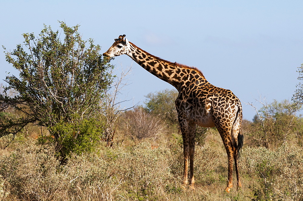 Masai giraffe (Giraffa camelopardalis), Lualenyi Game Reserve, Kenya, East Africa, Africa