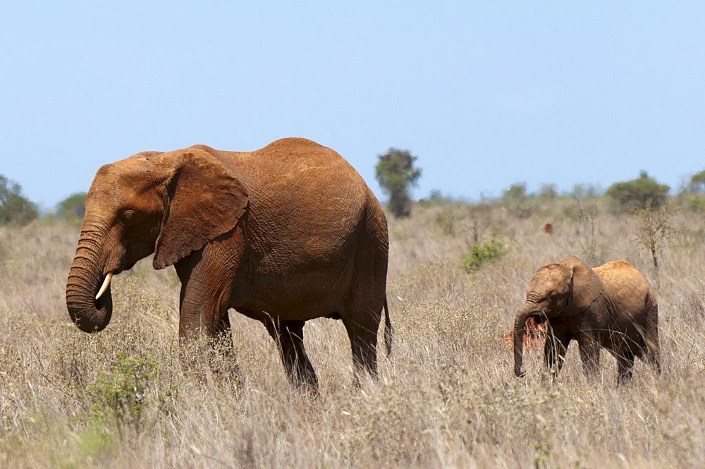 Elephants (Loxodonta africana), Lualenyi Game Reserve, Kenya, East Africa, Africa