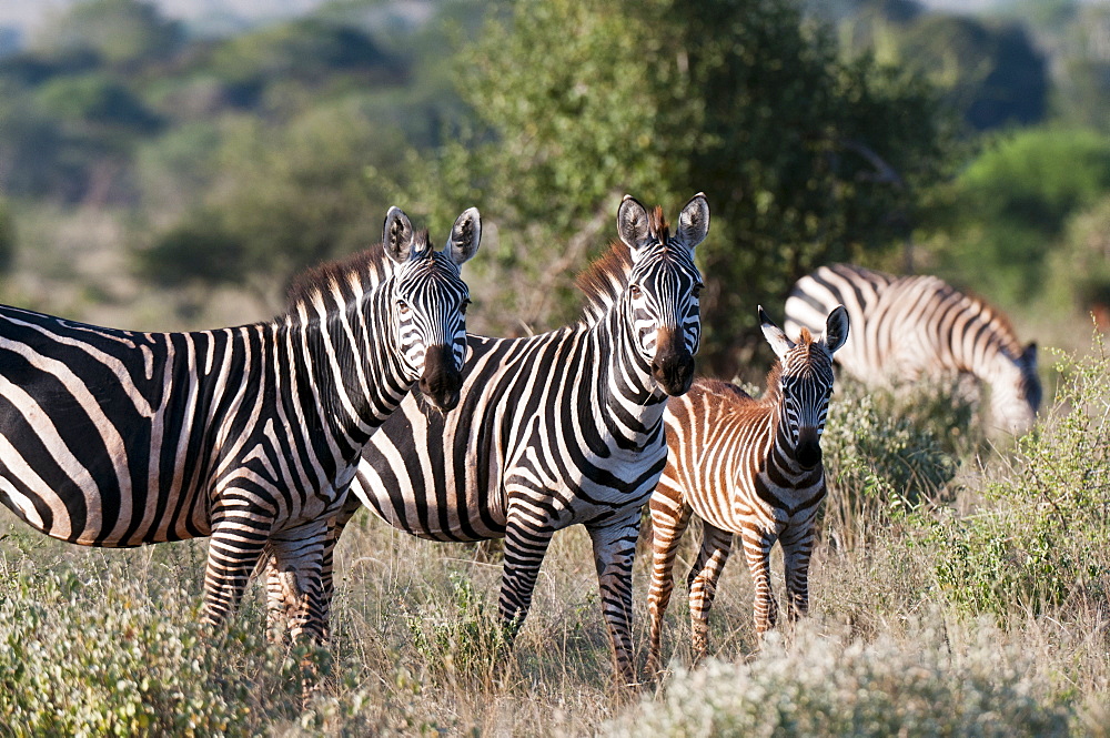 Grant's zebra (Equus quagga boehmi), Lualenyi Game Reserve, Kenya, East Africa, Africa