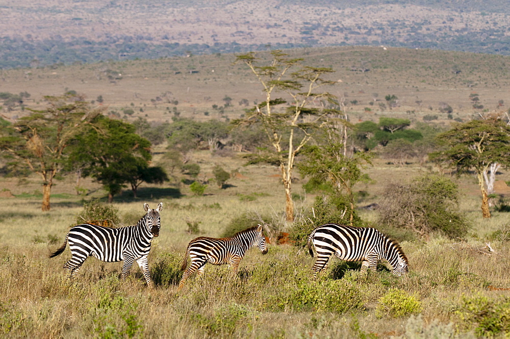 Grant's zebra (Equus quagga boehmi), Lualenyi Game Reserve, Kenya, East Africa, Africa