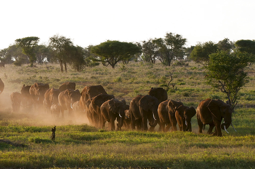 Elephants (Loxodonta africana), Lualenyi Game Reserve, Kenya, East Africa, Africa