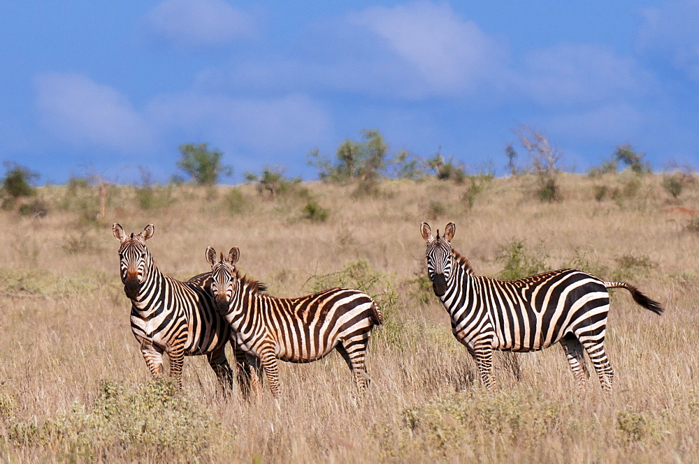 Grant's zebra (Equus quagga boehmi), Lualenyi Game Reserve, Kenya, East Africa, Africa