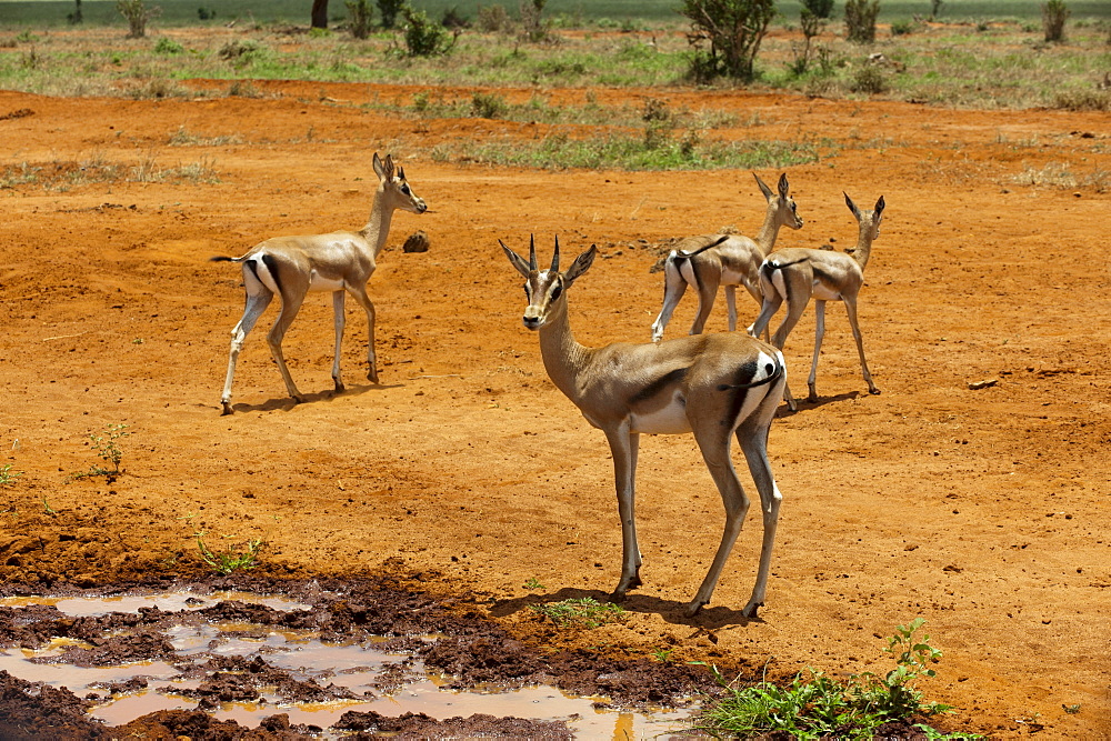 Grant's gazelle (Gazella granti), Tsavo East National Park, Kenya, East Africa, Africa