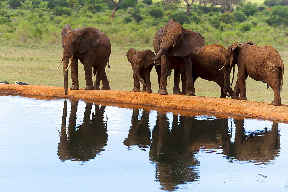 Elephants (Loxodonta africana) at water hole, Tsavo East National Park, Kenya, East Africa, Africa