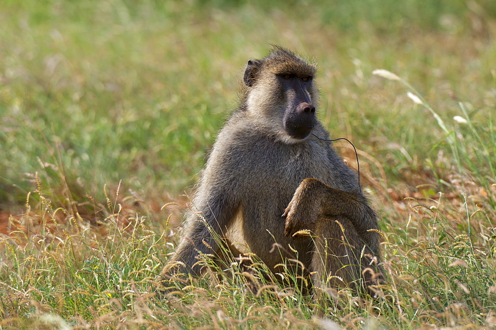 Yellow baboon (Papio hamadryas cynocephalus) with a snare on his neck, Tsavo East National Park, Kenya, East Africa, Africa