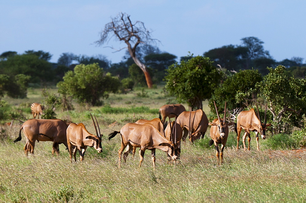 Oryx (Oryx gazella), Tsavo East National Park, Kenya, East Africa, Africa