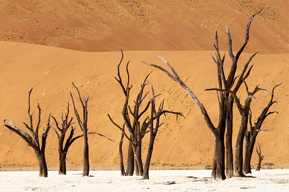 Dead trees, Deadvlei, Sossusvlei, Namib Naukluft Park, Namib Desert, Namibia, Africa