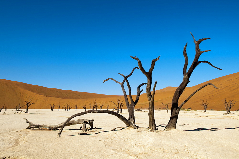 Dead trees, Deadvlei, Sossusvlei, Namib Naukluft Park, Namib Desert, Namibia, Africa