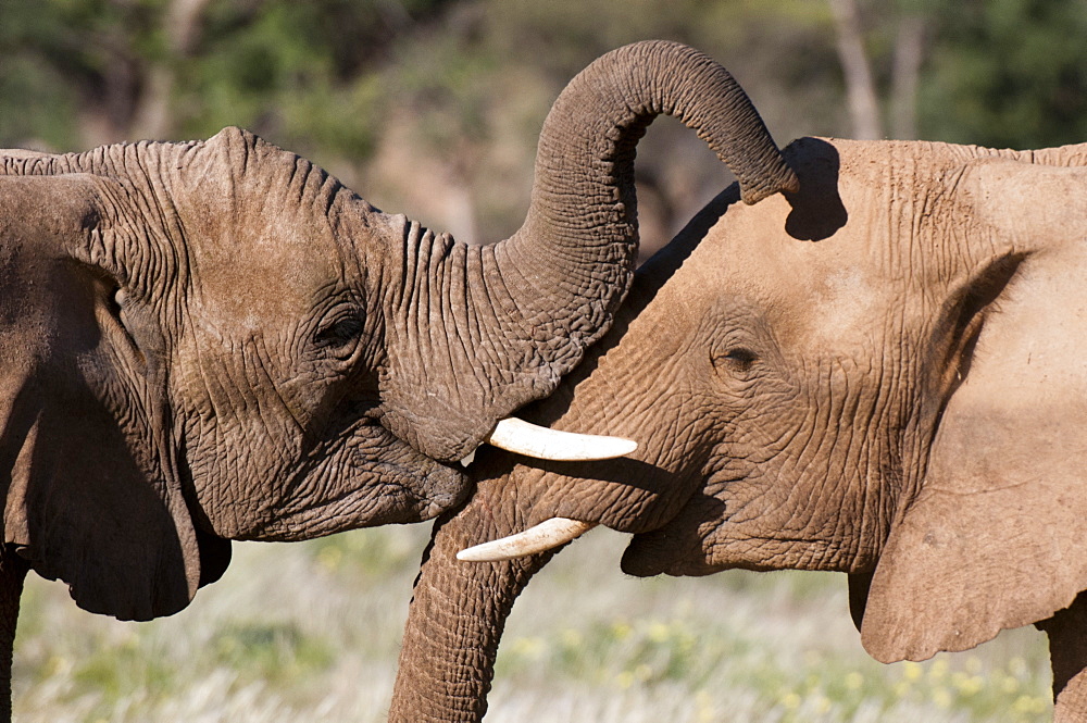 Desert elephants (Loxodonta africana), Huab River Valley, Torra Conservancy, Damaraland, Namibia, Africa