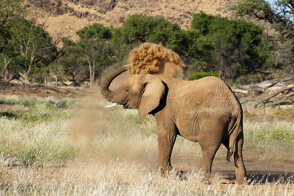 Desert elephant (Loxodonta africana), Huab River Valley, Torra Conservancy, Damaraland, Namibia, Africa