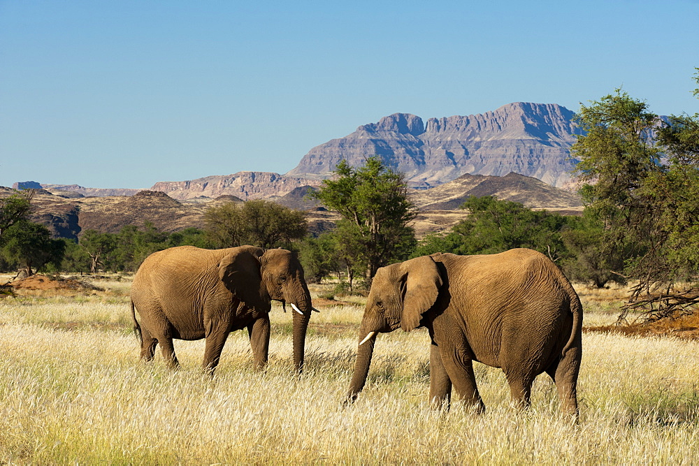 Desert elephants (Loxodonta africana), Huab River Valley, Torra Conservancy, Damaraland, Namibia, Africa