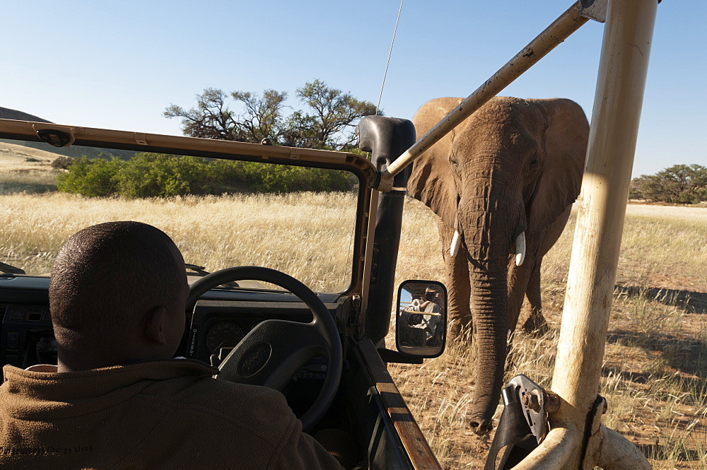 Desert elephant (Loxodonta africana), Huab River Valley, Torra Conservancy, Damaraland, Namibia, Africa