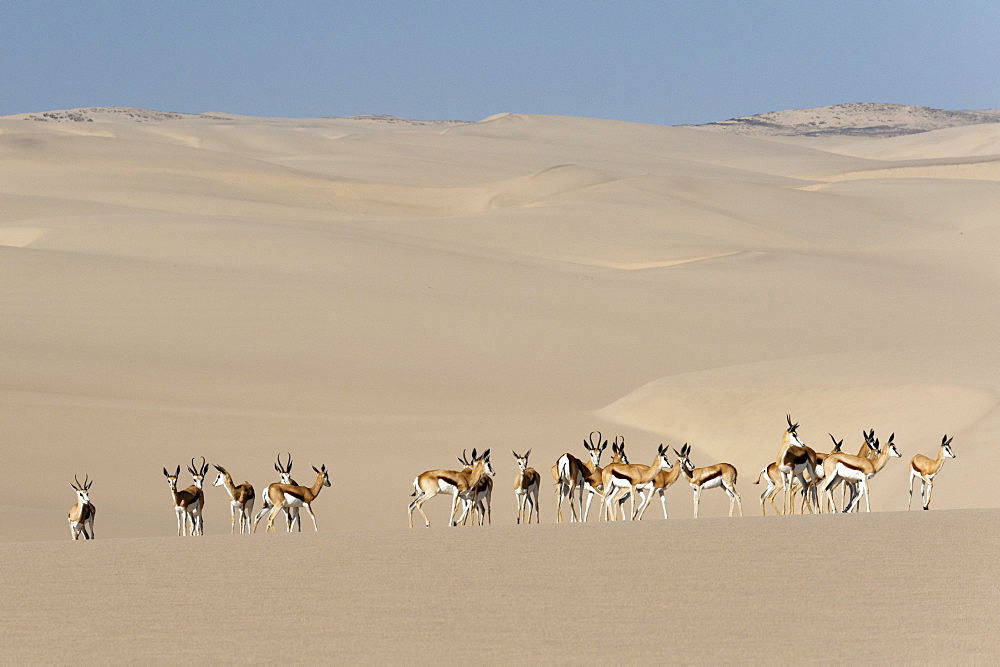 Springbok (Antidorcas marsupialis) on sand dune, Skeleton Coast National Park, Namibia, Africa