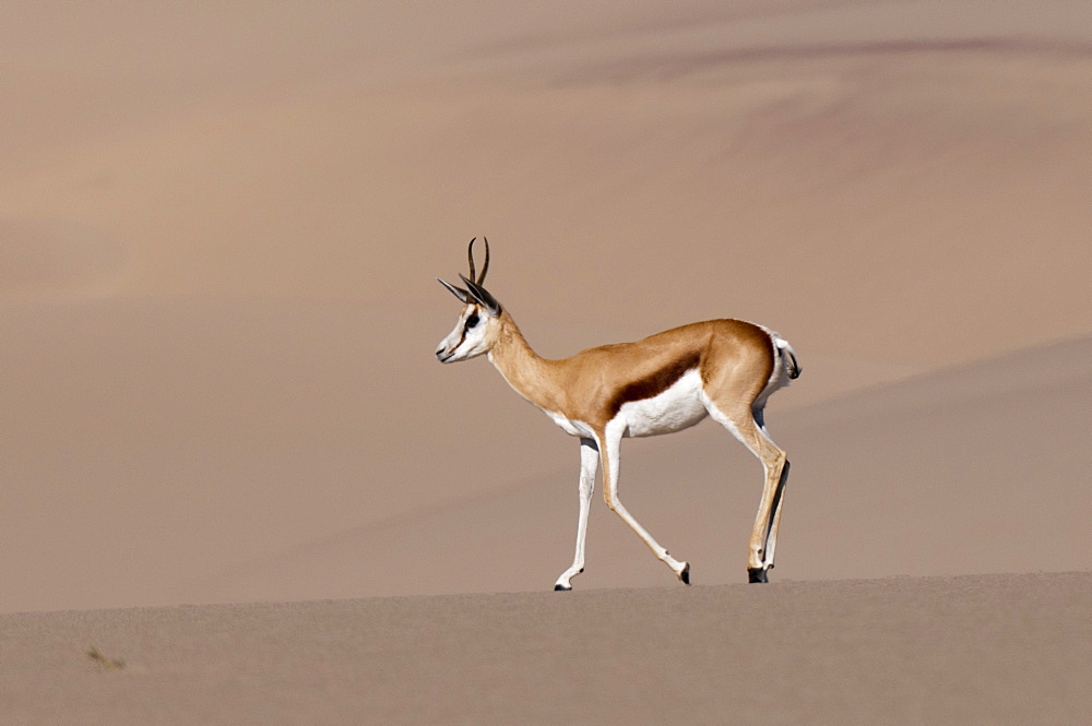 Springbok (Antidorcas marsupialis) on sand dune, Skeleton Coast National Park, Namibia, Africa