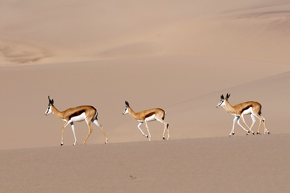 Springbok (Antidorcas marsupialis) on sand dune, Skeleton Coast National Park, Namibia, Africa