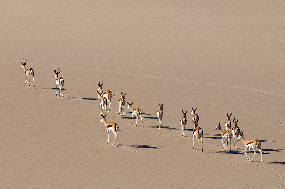 Springbok (Antidorcas marsupialis) on sand dune, Skeleton Coast National Park, Namibia, Africa