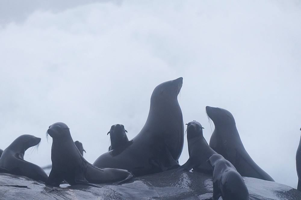 Cape fur seal (Arctocephalus pusilus) in the fog, Skeleton Coast National Park, Namibia, Africa