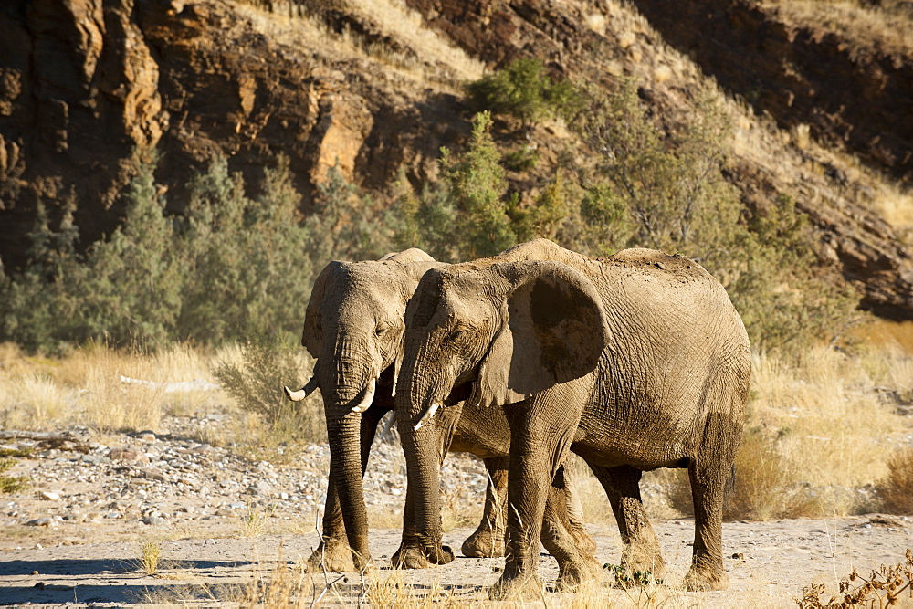 Desert elephants (Loxodonta africana), Skeleton Coast National Park, Namibia, Africa