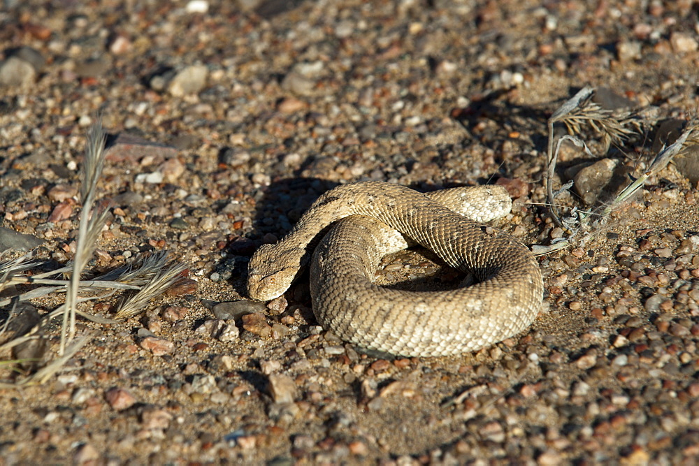 Sidewinder snake (Peringuey's adder) (Bitis peringueyi), Skeleton Coast National Park, Namibia, Africa