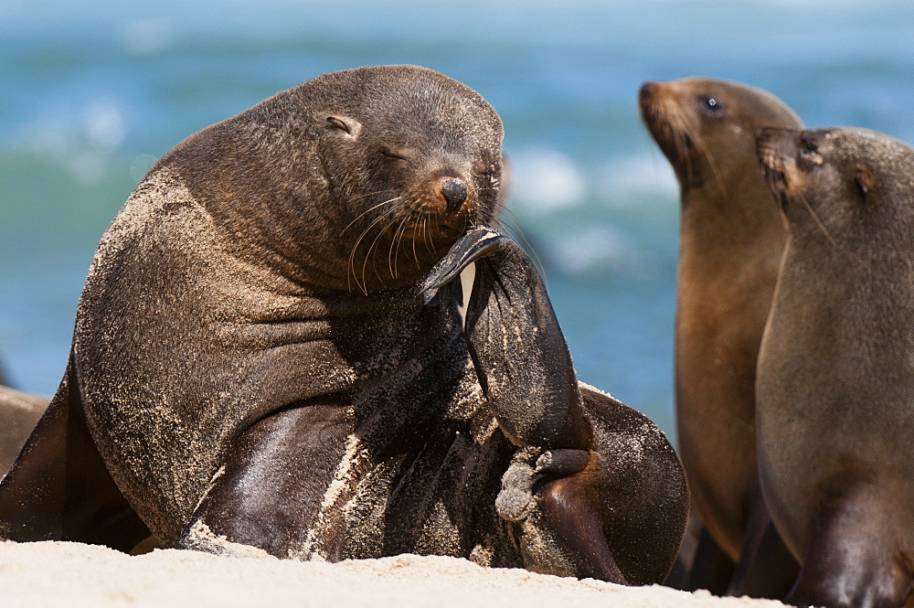 Cape fur seal (Arctocephalus pusilus), Skeleton Coast National Park, Namibia, Africa