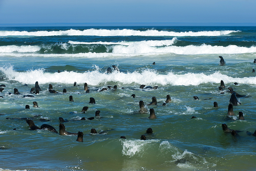 Cape fur seal (Arctocephalus pusilus), Skeleton Coast National Park, Namibia, Africa