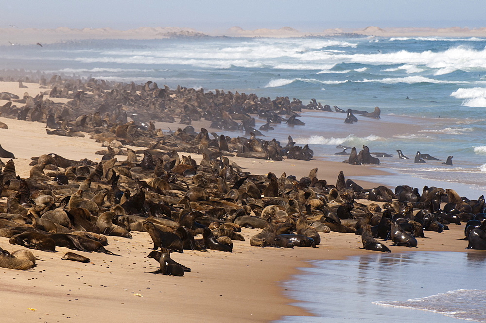 Cape fur seal (Arctocephalus pusilus), Skeleton Coast National Park, Namibia, Africa