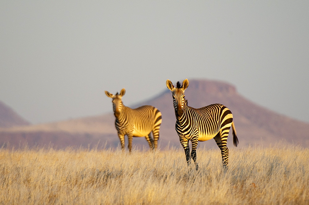 Hartmann's mountain zebra (Equus zebra hartmannae), Palmwag Concession, Damaraland, Namibia, Africa