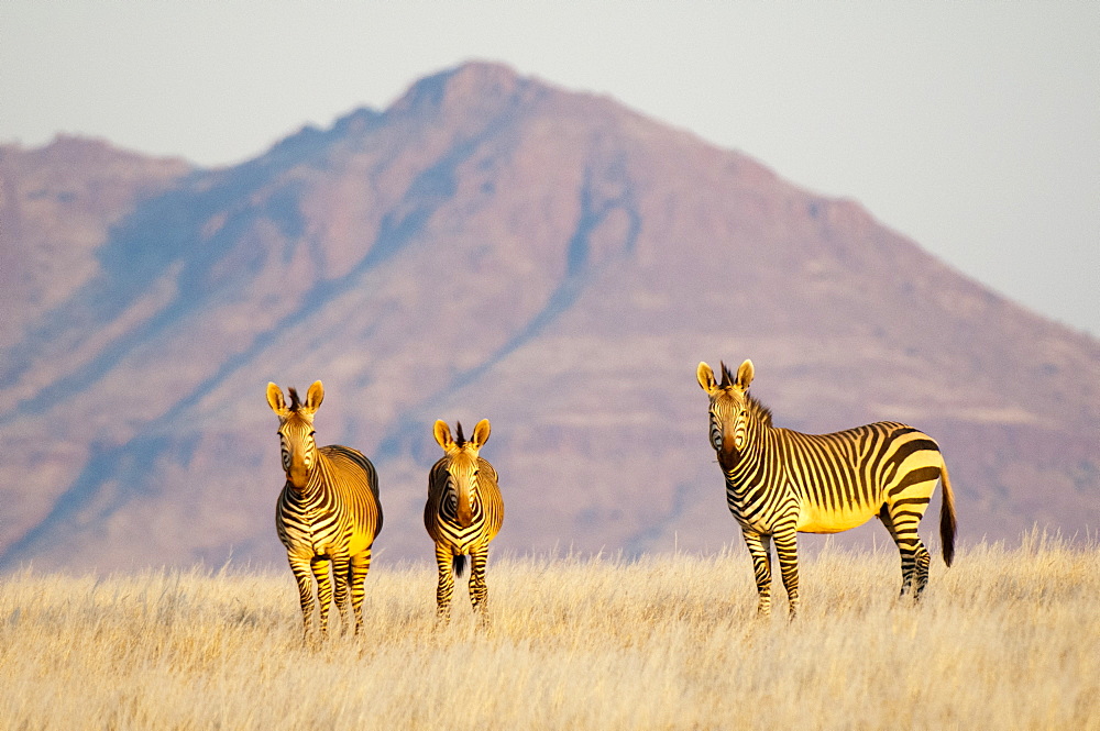 Hartmann's mountain zebra (Equus zebra hartmannae), Palmwag Concession, Damaraland, Namibia, Africa