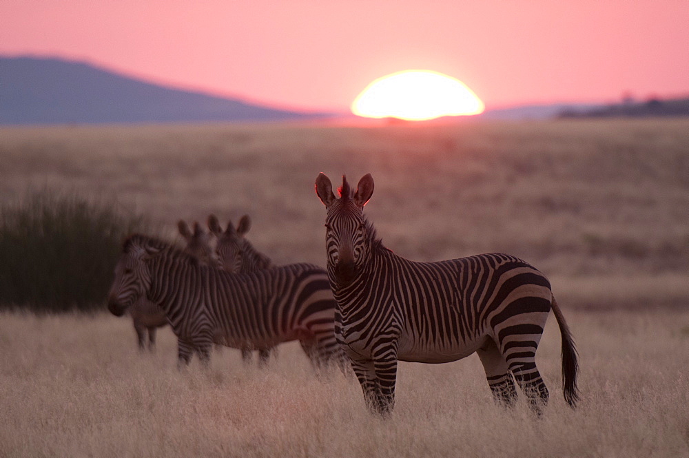 Hartmann's mountain zebra (Equus zebra hartmannae), Palmwag Concession, Damaraland, Namibia, Africa