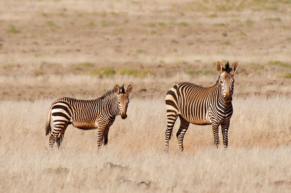 Hartmann's mountain zebra (Equus zebra hartmannae), Palmwag Concession, Damaraland, Namibia, Africa