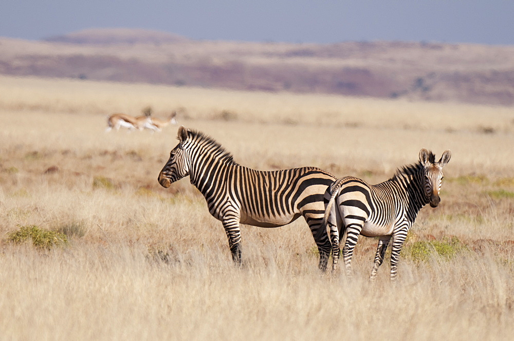 Hartmann's mountain zebra (Equus zebra hartmannae), Palmwag Concession, Damaraland, Namibia, Africa