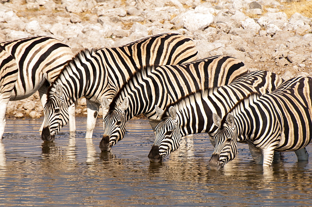 Burchell's zebra (Equus burchellii), Etosha National Park, Namibia, Africa