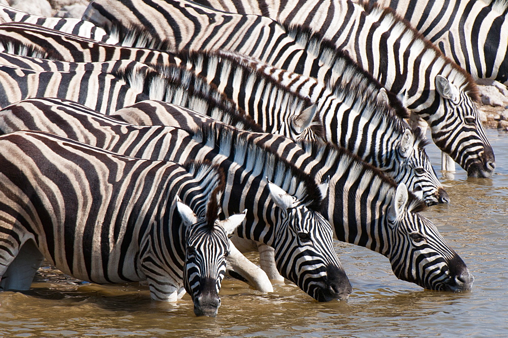 Burchell's zebra (Equus burchellii), Etosha National Park, Namibia, Africa