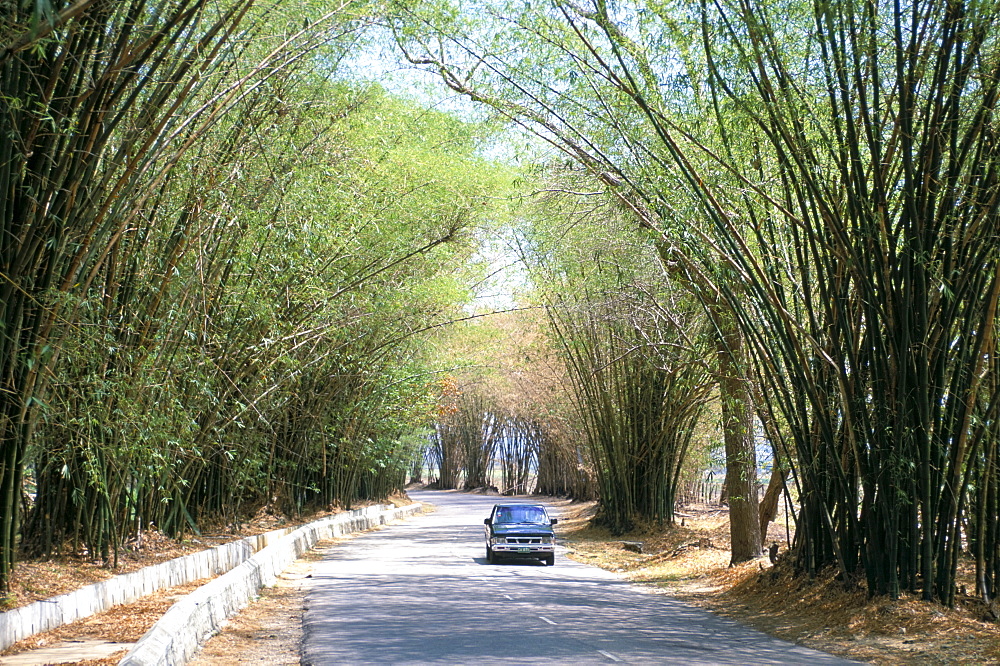 Bamboo avenue, St. Elizabeth, Jamaica, West Indies, Central America