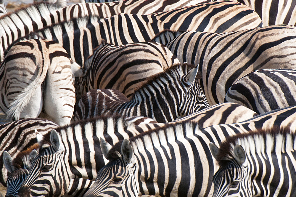 Burchell's zebra (Equus burchellii), Etosha National Park, Namibia. Africa