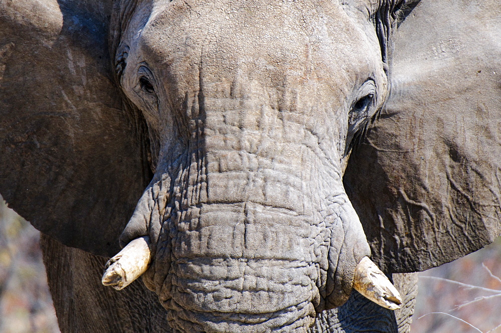 African elephant (Loxodonta africana), Etosha National Park, Namibia, Africa