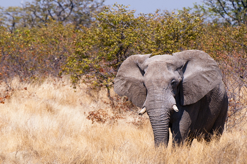 African elephant (Loxodonta africana), Etosha National Park, Namibia, Africa