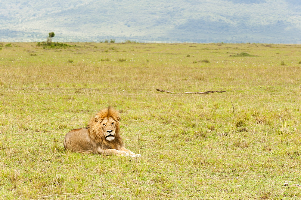 Lion (Panthera leo), Masai Mara, Kenya, East Africa, Africa