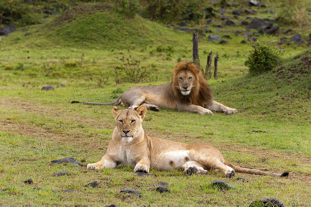 Lion (Panthera leo), Masai Mara, Kenya, East Africa, Africa