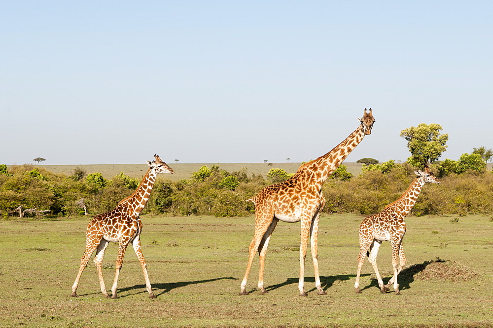 Giraffe (Giraffa camelopardalis), Masai Mara, Kenya, East Africa, Africa