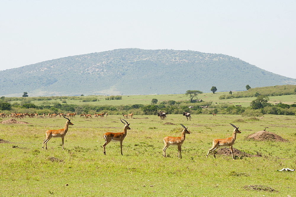 Impala (Aepyceros melampus), Masai Mara, Kenya, East Africa, Africa