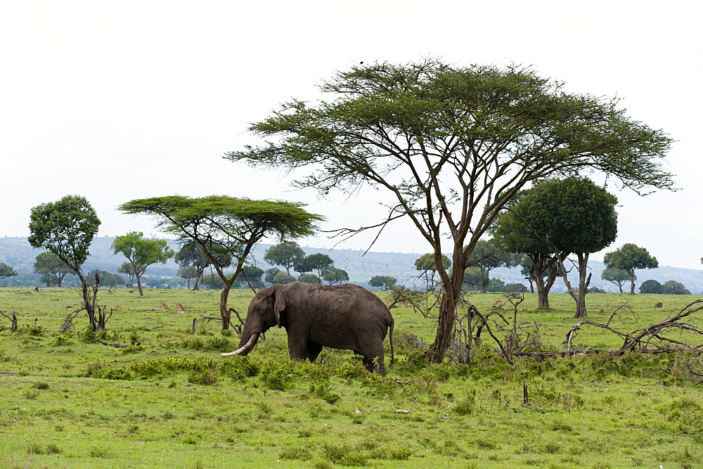 African elephant (Loxodonta africana), Masai Mara, Kenya, East Africa, Africa