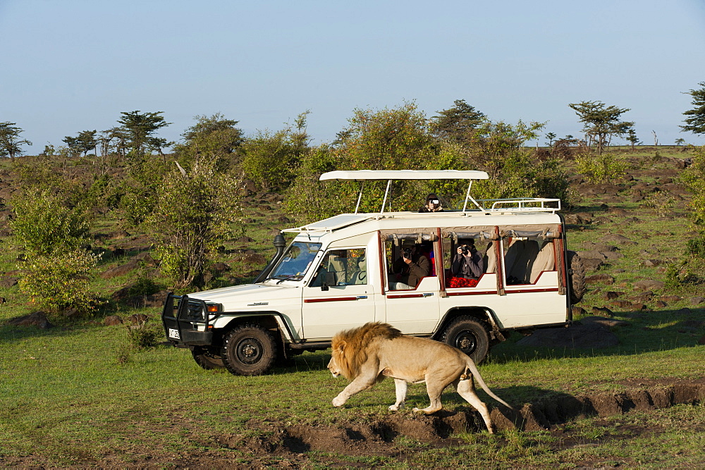 Lion (Panthera leo) and safari vehicle, Masai Mara, Kenya, East Africa, Africa