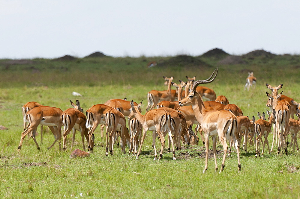 Impala (Aepyceros melampus), Masai Mara, Kenya, East Africa, Africa