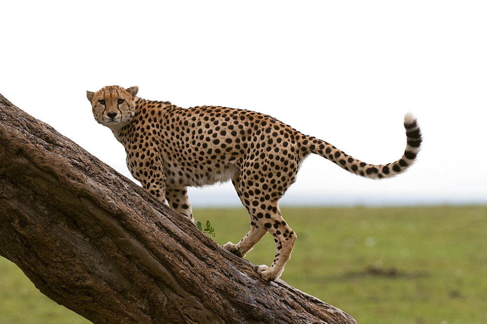 Cheetah, (Acynonix jubatus), Masai Mara, Kenya, East Africa, Africa