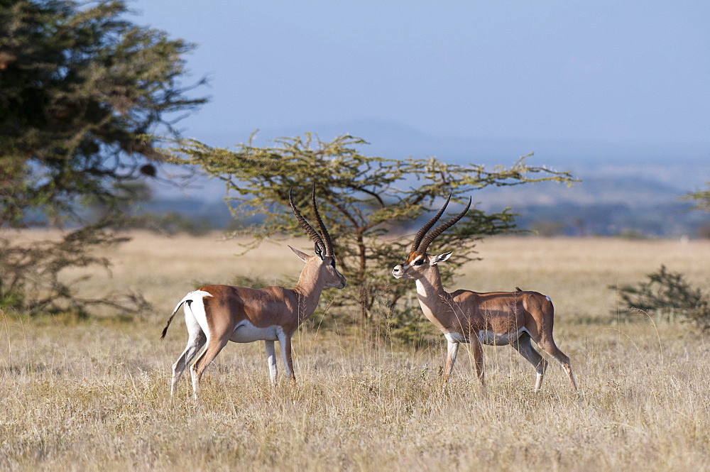 Grants gazelle (Gazella granti), Samburu National Reserve, Kenya, East Africa, Africa 